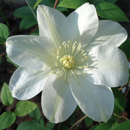 Clematis 'Guernsey Cream' | On a 90cm Cane in a 3L Pot Climbing Plants
