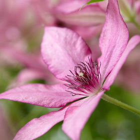 90cm Clematis 'Giselle' | 3L Pot Climbing Plants