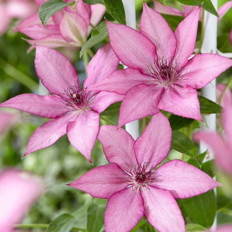 90cm Clematis 'Giselle' | 3L Pot Climbing Plants
