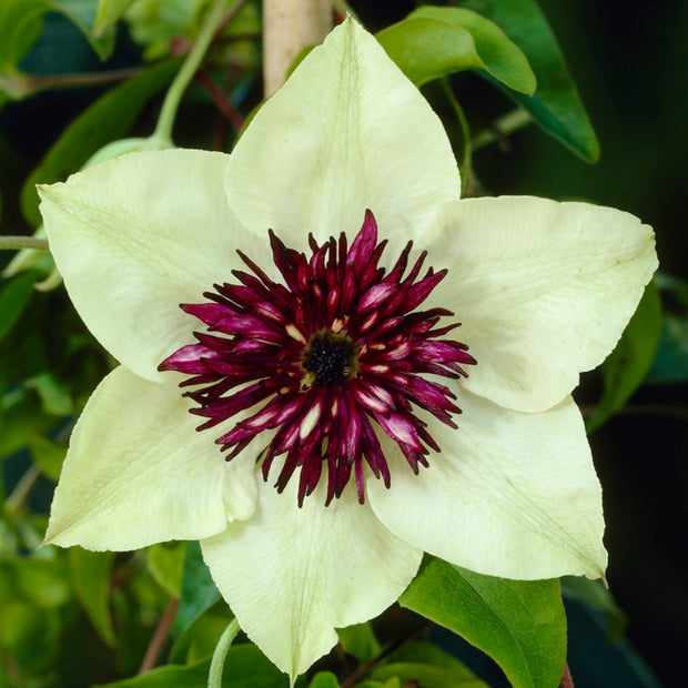 90cm Clematis 'Florida Sieboldii' | 3L Pot Climbing Plants