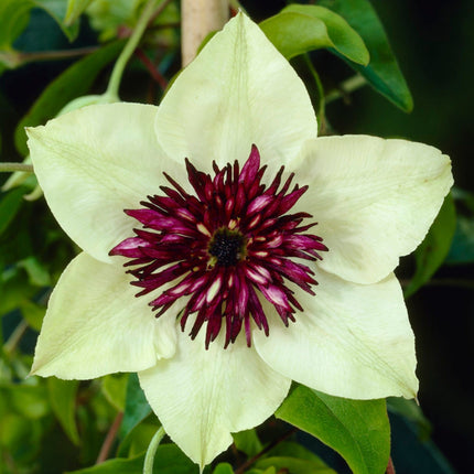 90cm Clematis 'Florida Sieboldii' | 3L Pot Climbing Plants