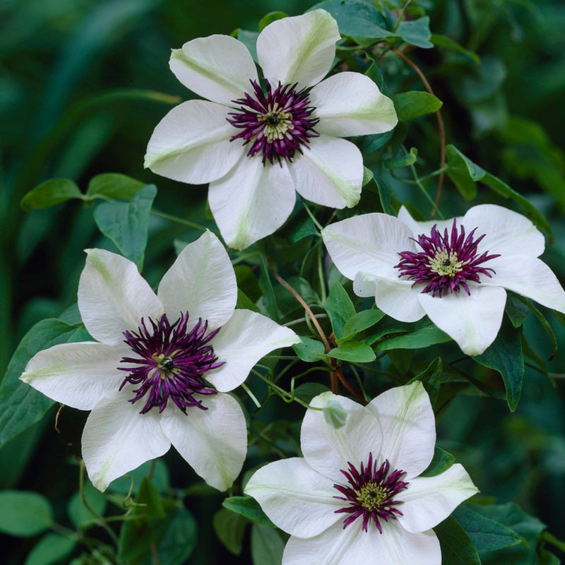 90cm Clematis 'Florida Sieboldii' | 3L Pot Climbing Plants