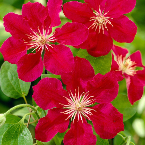 Clematis 'Ernest Markham' | On a 90cm Cane in a 3L Pot Climbing Plants