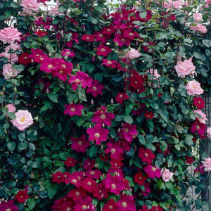 Clematis 'Ernest Markham' | On a 90cm Cane in a 3L Pot Climbing Plants