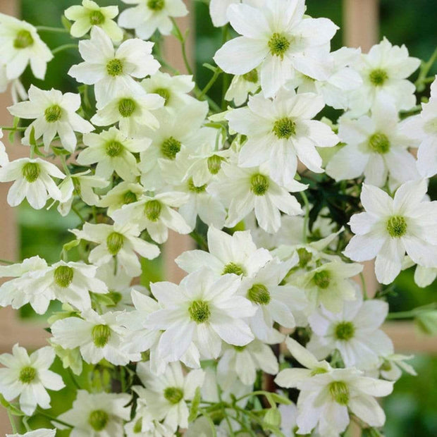 Clematis 'Early Sensation' | On a 90cm Cane in a 3L Pot Climbing Plants