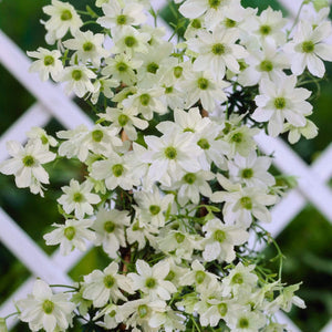 Clematis 'Early Sensation' | On a 90cm Cane in a 3L Pot Climbing Plants