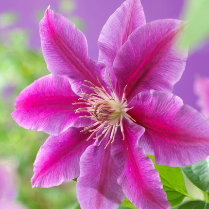 Clematis 'Dr Ruppel'| On a 90cm Cane in a 3L Pot Climbing Plants