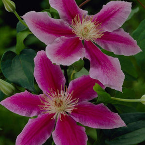 Clematis 'Dr Ruppel'| On a 90cm Cane in a 3L Pot Climbing Plants