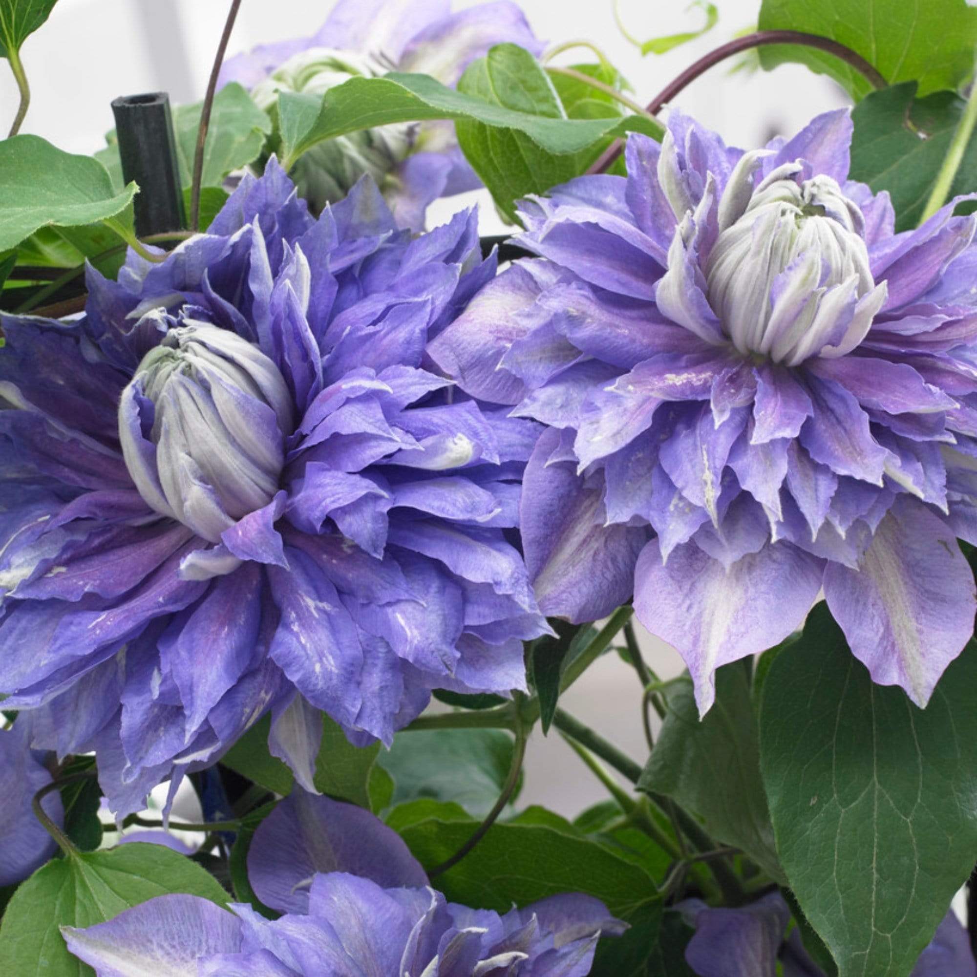 Clematis 'Diamantina'