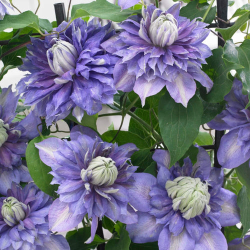 Clematis 'Diamantina' | On a 90cm Cane in a 3L Pot Climbing Plants