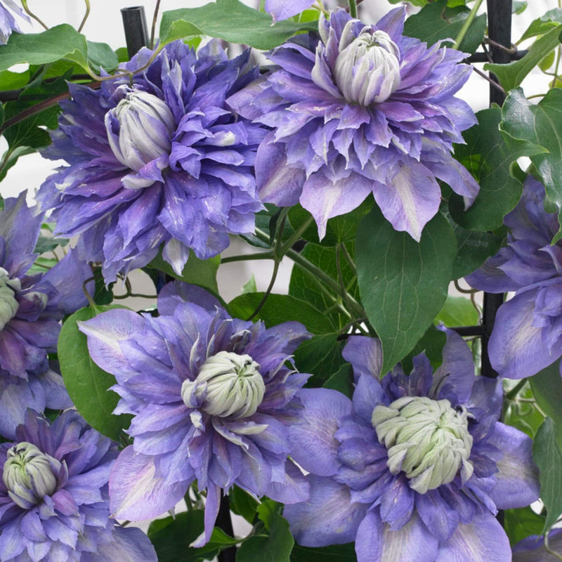 Clematis 'Diamantina' | On a 90cm Cane in a 3L Pot Climbing Plants