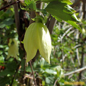 90cm Clematis Cirrhosa 'Wisley Cream' | 3L Pot Climbing Plants