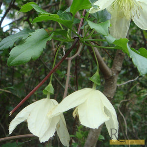 90cm Clematis Cirrhosa 'Wisley Cream' | 3L Pot Climbing Plants