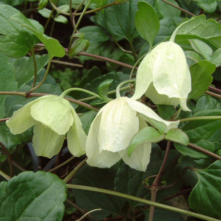 Clematis Cirrhosa 'Wisley Cream' | On a 90cm Cane in a 3L Pot Climbing Plants