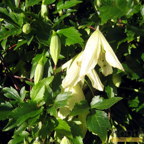 90cm Clematis Cirrhosa 'Ourika Valley' | 3L Pot Climbing Plants