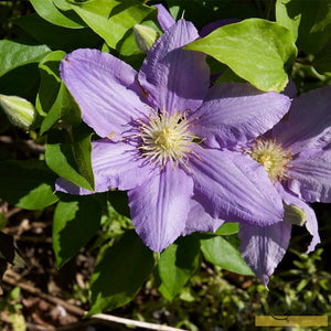 90cm Clematis 'Cezanne' | 3L Pot Climbing Plants