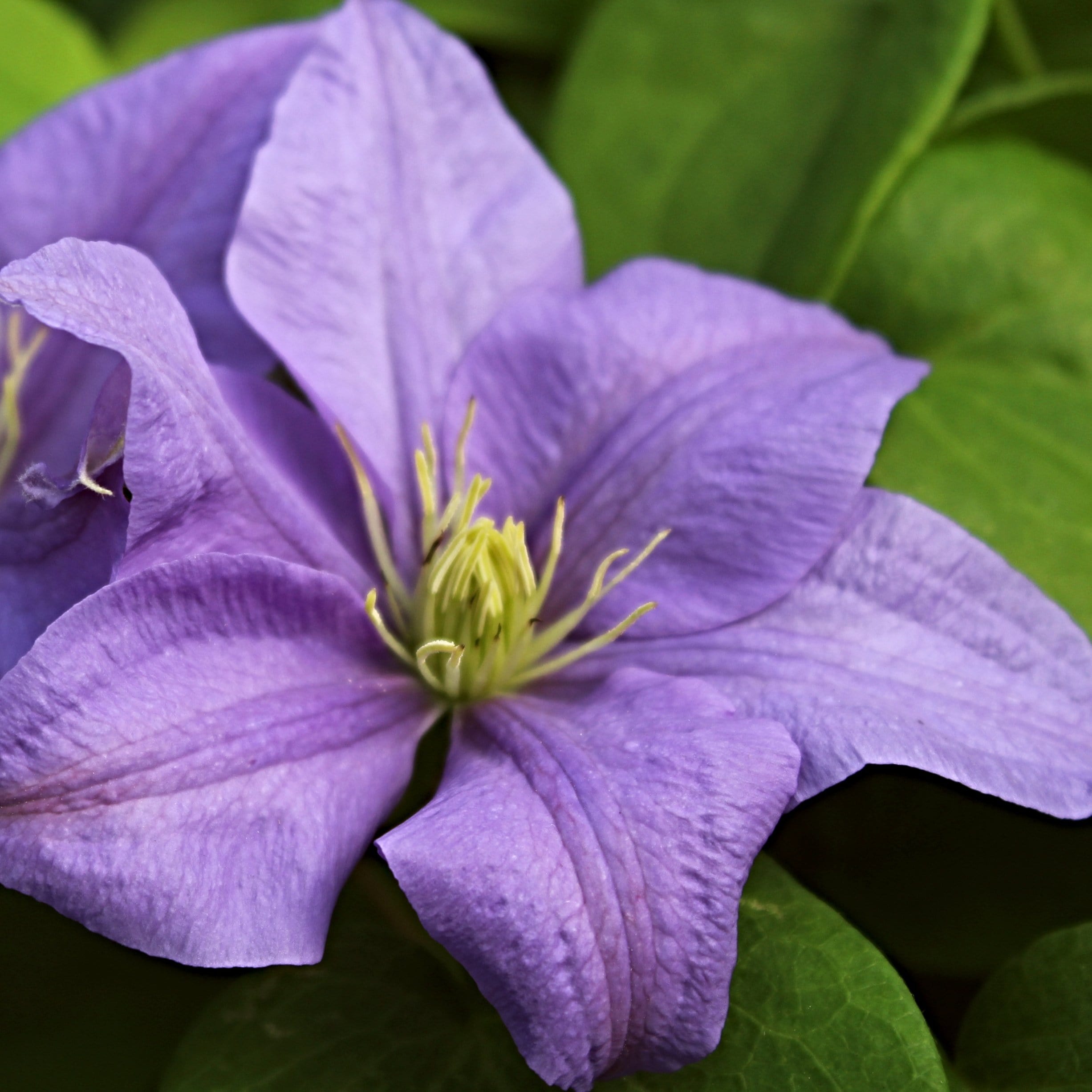 Clematis 'Cezanne'