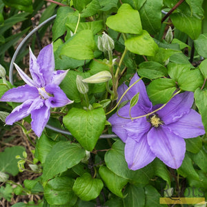 90cm Clematis 'Cezanne' | 3L Pot Climbing Plants