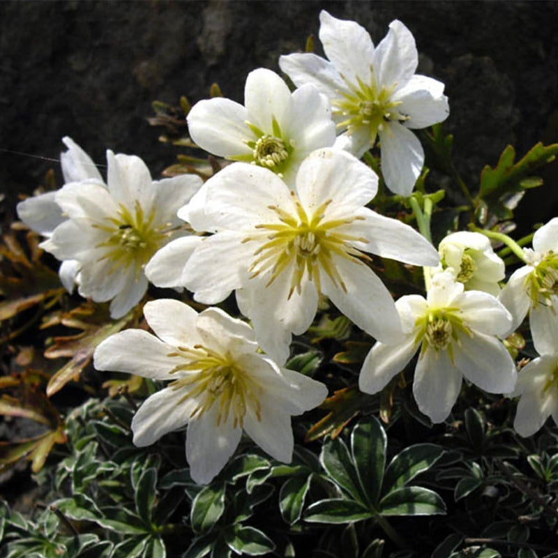 90cm Clematis 'Cartmanii Joe' | 3L Pot Climbing Plants