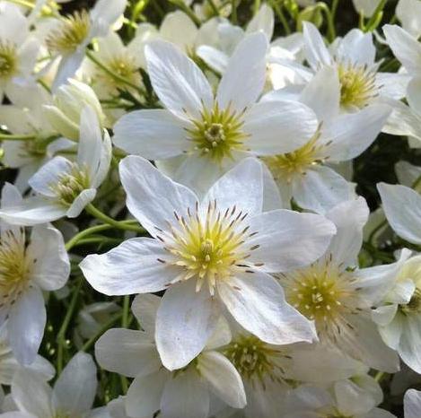 Clematis cartmanii 'Joe'
