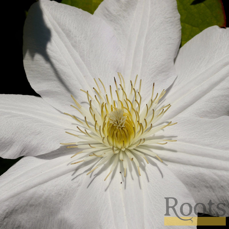 90cm Clematis 'Cartmanii Joe' | 3L Pot Climbing Plants
