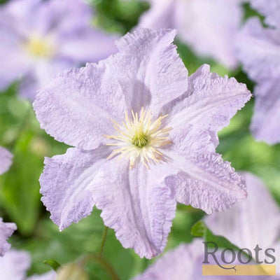 Clematis 'Blue Angel' | On a 90cm Cane in a 3L Pot Climbing Plants