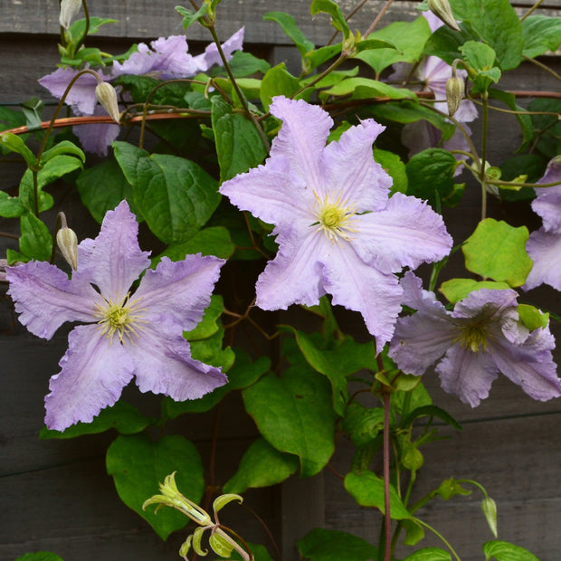 Clematis 'Blue Angel' | On a 90cm Cane in a 3L Pot Climbing Plants