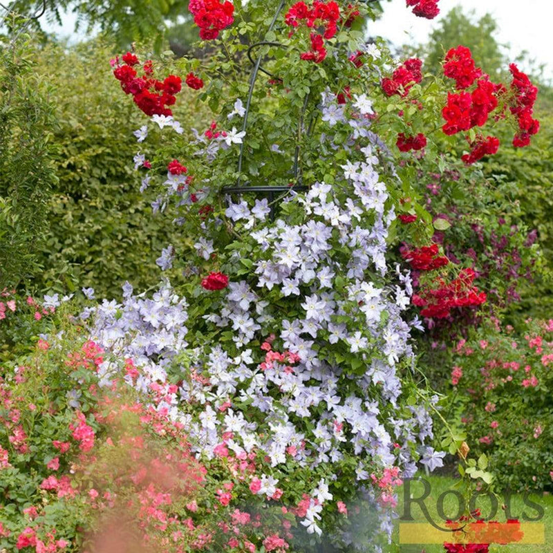Clematis 'Blue Angel' | On a 90cm Cane in a 3L Pot Climbing Plants