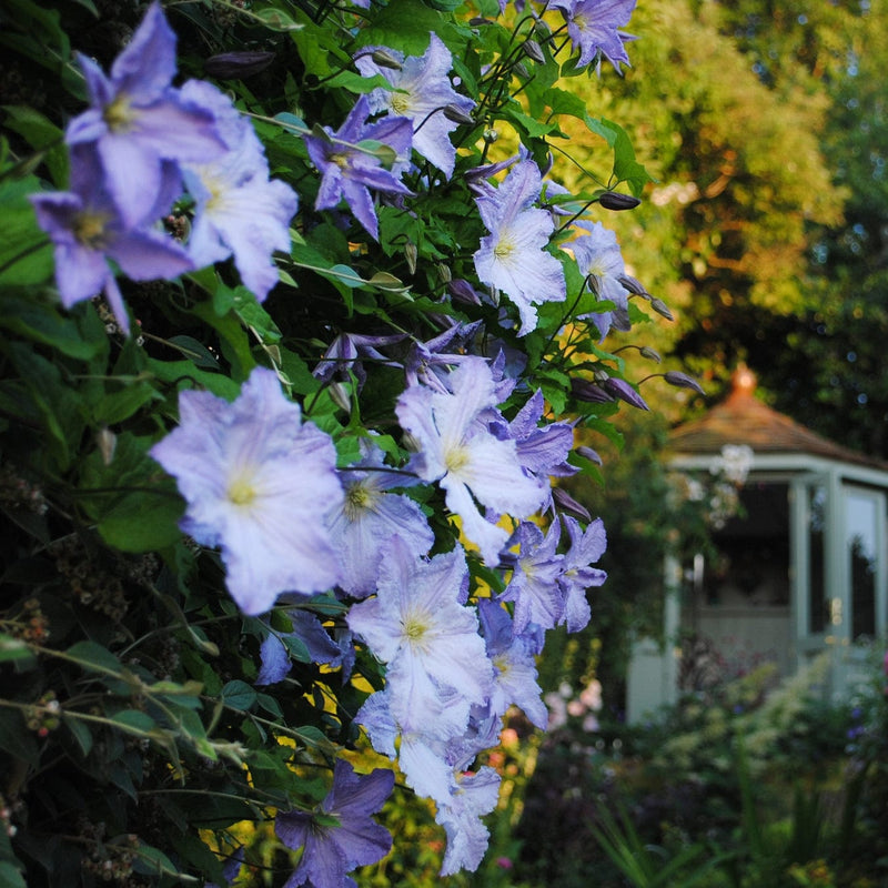 Clematis 'Blue Angel' Climbing Plants