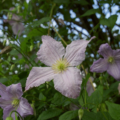 Clematis 'Blue Angel' Climbing Plants