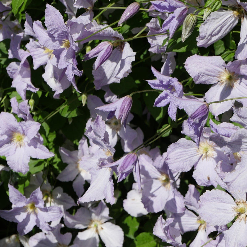 Clematis 'Blue Angel' Climbing Plants