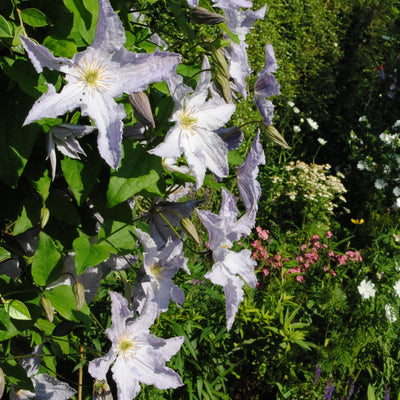 Clematis 'Blue Angel' Climbing Plants
