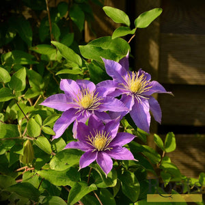 Clematis 'Bijou' | On a 90cm Cane in a 3L Pot Climbing Plants