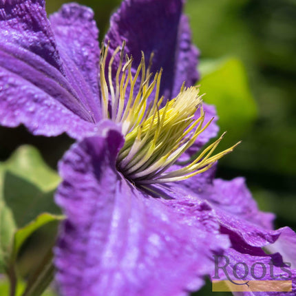 Clematis 'Bijou' | On a 90cm Cane in a 3L Pot Climbing Plants