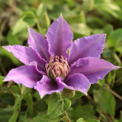 Clematis 'Bijou' | On a 90cm Cane in a 3L Pot Climbing Plants