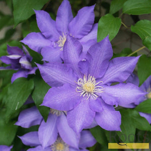 Clematis 'Bijou' | On a 90cm Cane in a 3L Pot Climbing Plants