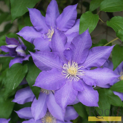 Clematis 'Bijou' | On a 90cm Cane in a 3L Pot Climbing Plants