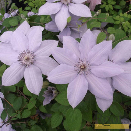 Clematis 'Bernadine' | On a 90cm Cane in a 3L Pot Climbing Plants