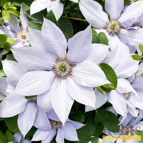 Clematis 'Bernadine' | On a 90cm Cane in a 3L Pot Climbing Plants