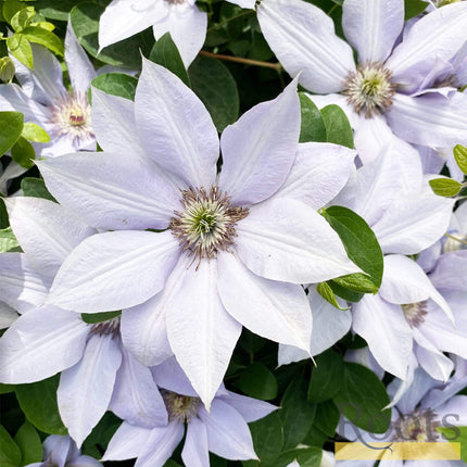 Clematis 'Bernadine' | On a 90cm Cane in a 3L Pot Climbing Plants