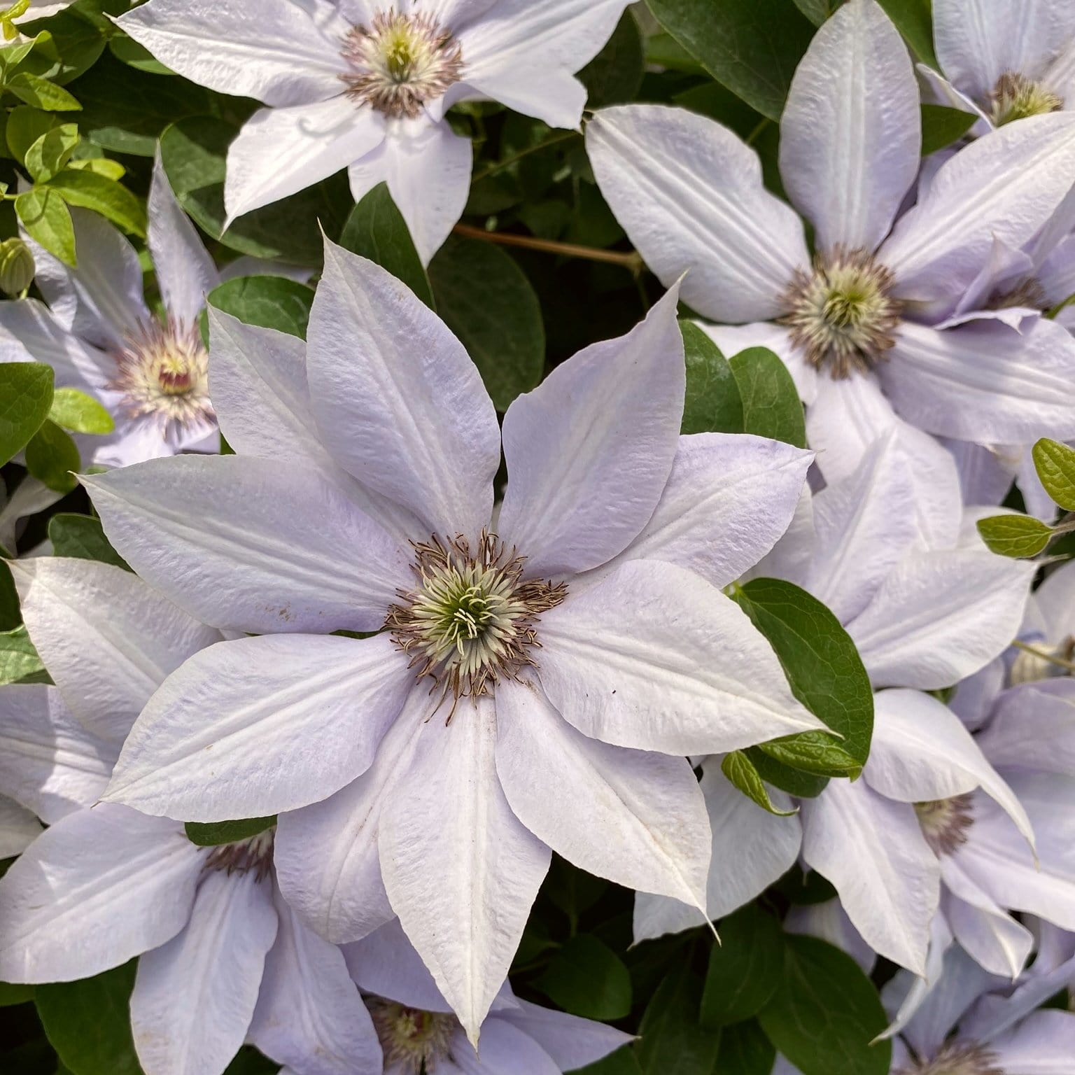 Clematis 'Bernadine'