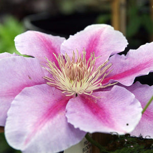 Clematis 'Bees Jubilee' | On a 90cm Cane in a 3L Pot Climbing Plants