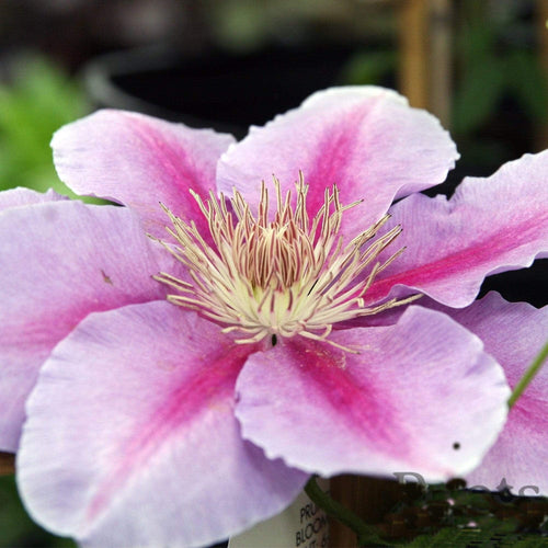 Clematis 'Bees Jubilee' | On a 90cm Cane in a 3L Pot Climbing Plants
