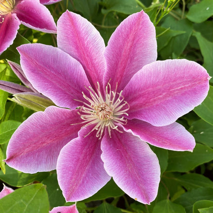 Clematis 'Bees Jubilee' | On a 90cm Cane in a 3L Pot Climbing Plants