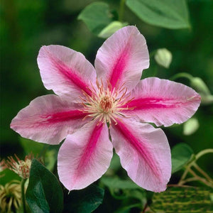 Clematis 'Bees Jubilee' | On a 90cm Cane in a 3L Pot Climbing Plants