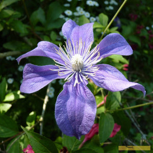 Clematis 'Arabella' | On a 90cm Cane in a 3L Pot Climbing Plants
