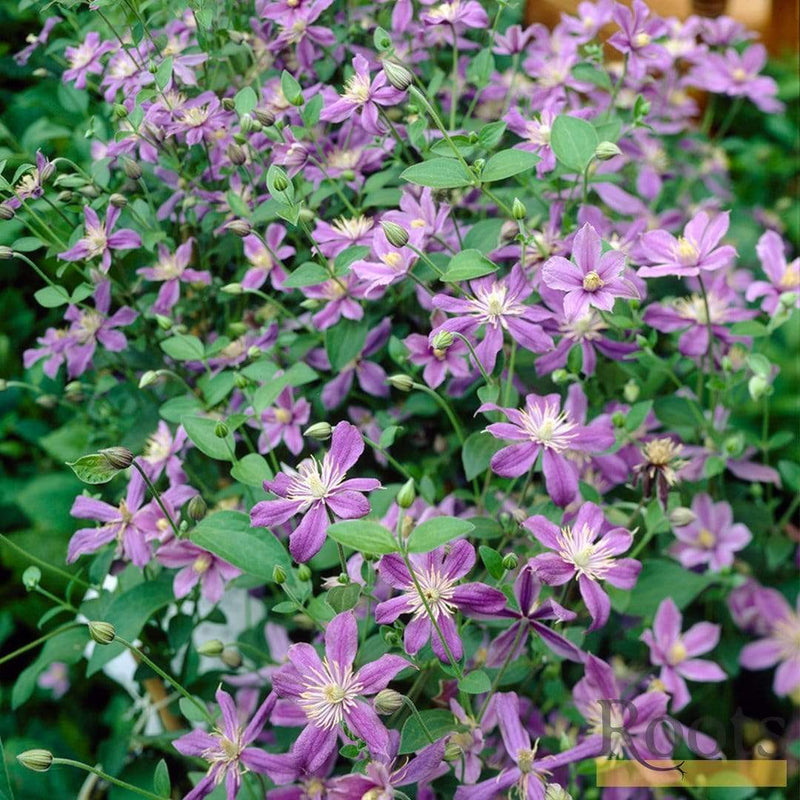 Clematis 'Arabella' | On a 90cm Cane in a 3L Pot Climbing Plants