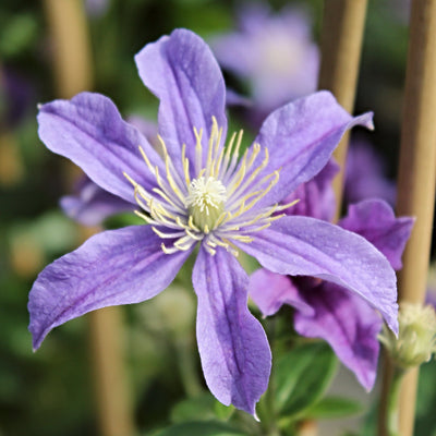 Clematis 'Arabella' | On a 90cm Cane in a 3L Pot Climbing Plants