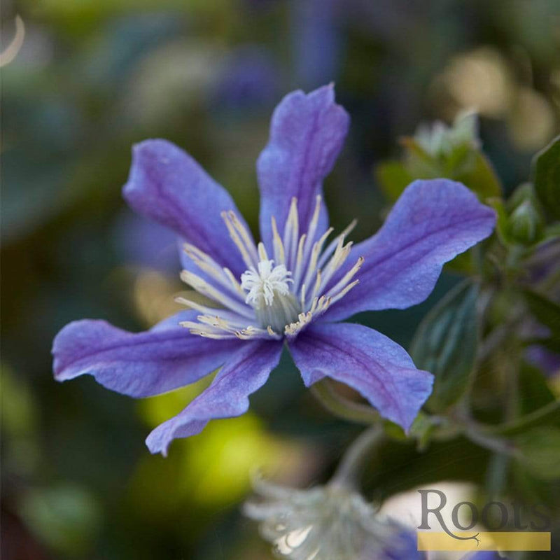 Clematis 'Arabella' | On a 90cm Cane in a 3L Pot Climbing Plants