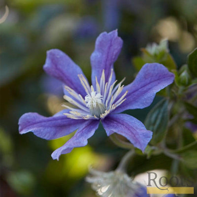 Clematis 'Arabella' | On a 90cm Cane in a 3L Pot Climbing Plants